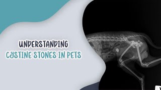 Understanding Cystine Stones in Pets [upl. by Stillman]