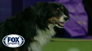 Check out the best of the 2019 WKC Masters Agility Championship  FOX SPORTS [upl. by Inman]