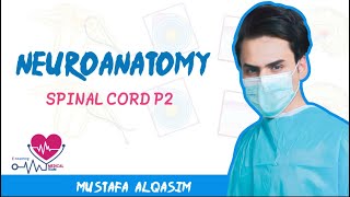 Neuroanatomy  Spinal cord  Sequel of part2 [upl. by Ennairoc233]