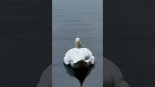 Swan drinks water birds nature wildlife птицы [upl. by Vivi]