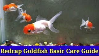 Red Cap Goldfish Basic Care Guide [upl. by Reaht289]