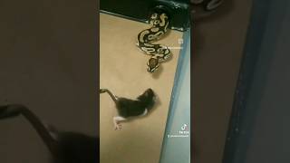 YELLOWBELLY HET DREAMSICLE BALL PYTHON LIVE FEEDING [upl. by Conney]