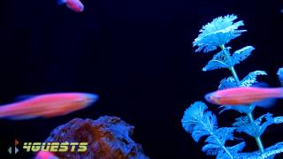 GloFish Fluorescent Fish Under Black Light [upl. by Anisamoht]