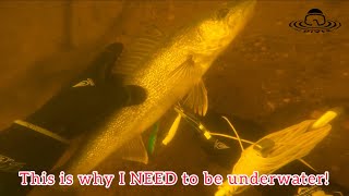 Saving a Walleye and Cleaning up Fishing Line and Lures [upl. by Renner735]