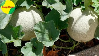 12 Tipos de Melones [upl. by Almap]