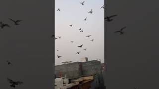 New Kabutar gol kr Diye❤️ Explore pigeons🔥 like kabootar [upl. by Enieledam]