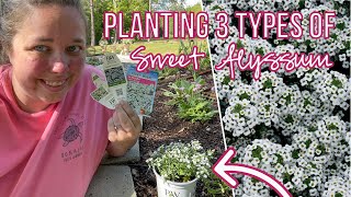 Planting 3 different types of Sweet Alyssum to see which one does the best in HEAT Zone 8b [upl. by Chenee]