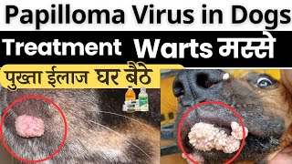 Papilloma Virus in Dogs Treatment Warts पुख्ता ईलाज घर बैठे papillomavirus in dogs [upl. by Lyrej]