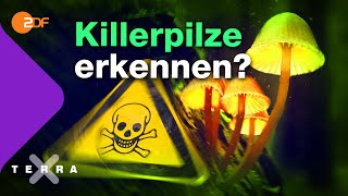 Killerpilze – Wie man giftige Pilze erkennt  Terra X plus [upl. by Tayyebeb]