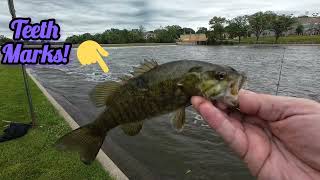 Fishing the Fox River for smallmouth Bass [upl. by Sandberg]