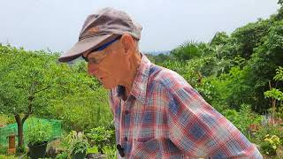 Brummie Brian in Japan 30th May 2024 Cutting a rotten bamboo in the garden 22 [upl. by Inot]