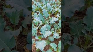 Broccoli plant in my kitchen gardenyoutube garden gardening video nature kitchengardening [upl. by Korenblat]