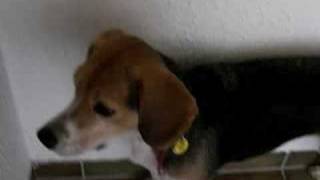 Beagle barking [upl. by Janelle]