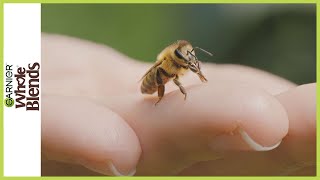 Pure Acacia Honey The Secret Inside The Hive  Whole Blends Honey Treasures Repairing Haircare [upl. by Aalst]