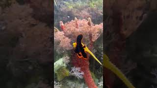 Baby fish Captive bred Pinnatus Batfish fish seahorses [upl. by Ginder]