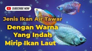 Mirip Ikan Laut Mengenal Ikan Dwarf Gourami [upl. by Anny]