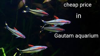 cheap price Denison barb in Gautam aquarium [upl. by Enhpad]