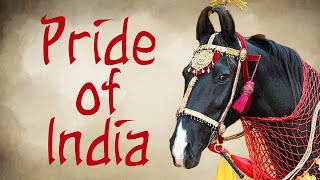 The Marwari Horse Pride of India [upl. by Leelah]