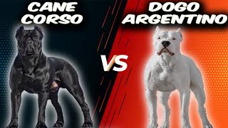 Cane Corso VS Dogo ArgentinoComparison [upl. by Ultun638]