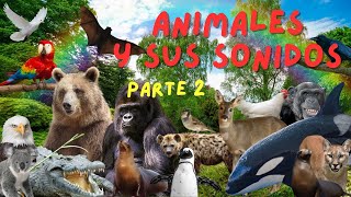 ¡Sonidos de Animales Video Educativo y Divertido para Niños Parte 2 [upl. by Spiro818]