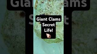 Fact Of Giant Clams Secret Life 🐚 animals facts trivia [upl. by Ahsika727]