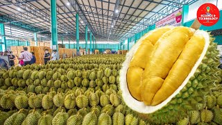 Amazing Durian Harvesting and Manufacturing process How to Export Durian Durian factory processing [upl. by Jacob843]