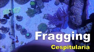 How to Frag Cespitularia Coral [upl. by Oilalue614]