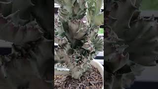 Euphorbia Lactea Cristata from BSU Orchidarium shortvideo euphorbia lactea cactus succulent [upl. by Seymour]