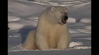 quotPolar bear sittingquot quotRoyalty Free Video Footagequot [upl. by Norword]