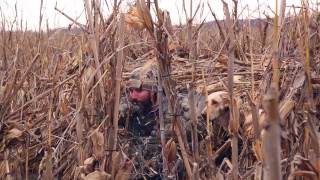 Lincoln County MO Duck Club amp Hunting Land for Sale [upl. by Hildegarde]