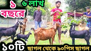 ১০টি ছাগল থেকে ৯০টি ছাগলের রাজ্য কিভাবে করবেন।।১বছরে লাখ লাখ টাকা আয় ছাগল পালন করে কিভাবে। goat [upl. by Einyaj]