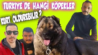 BARIŞ ÇİÇEK’İN GÖZÜN’DE TÜRKIYE’DE HANGİ KÖPEKLER KURT BOĞABİLİR [upl. by Vittorio]