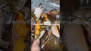 ketam nipah bertelur [upl. by Esenwahs]