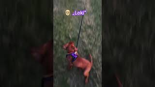 Training our vizsla puppy to come [upl. by Garris]