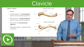 Clavicle Overview amp Parts – Anatomy  Lecturio [upl. by Marcin196]