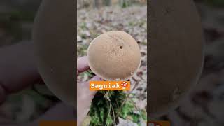 Bagniak🍄🇵🇱 Suillus variegatus mushroom shortsfeed shorts fyp shortvideo [upl. by Enutrof]