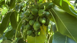 What’s trees got fruitlets END OF OCTOBER 2024 Melbourne 🇦🇺🌼😊￼ [upl. by Silado]