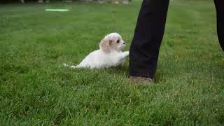 Cavachon Puppy for Sale [upl. by Schonthal]