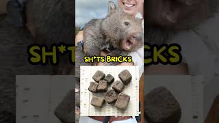 Wombat’s Literally Sht Bricks😭 [upl. by Nyrehtac]