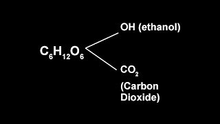 Predicting Ethanol yield from sugar Theory [upl. by Livingston]