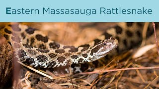 E for Eastern Massasauga Rattlesnake [upl. by Aisatsan]