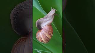 Wow A Unique Move of a Snail shortvideo nature Snail gastropod molluscan gastropodmolluscs [upl. by Octavius]