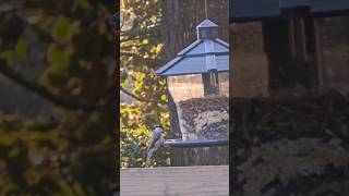 Chickadees quick visits to the feeder [upl. by Naillij986]