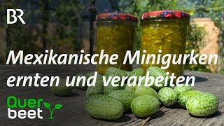 Mexikanische Minigurken mit Rezept  Tipps von Sabrina [upl. by Aicineohp858]