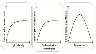 Photosynthesis Limited Factors [upl. by Faina120]