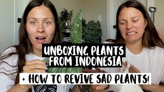 Unboxing Houseplants From GREENSPACESID  Plant Mail From Indonesia [upl. by Briggs]