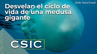 Desvelan el ciclo de vida de una medusa gigante del Atlántico y mar de Alborán [upl. by Devona]