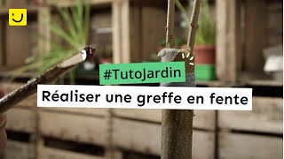 Tuto Jardin Réaliser une greffe en fente [upl. by Dhiren]