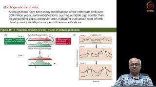 Evolutionary Developmental Biology Part 3 of 3 [upl. by Tiff]