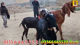 pure shera nagra praignant goats at bismillah Goat Farm goat goat farming in Pakistan [upl. by Eluk]